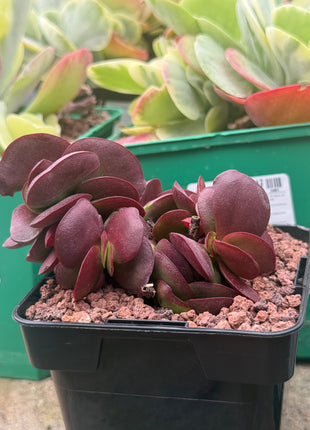 Crassula platyphylla 'Superburgundy'