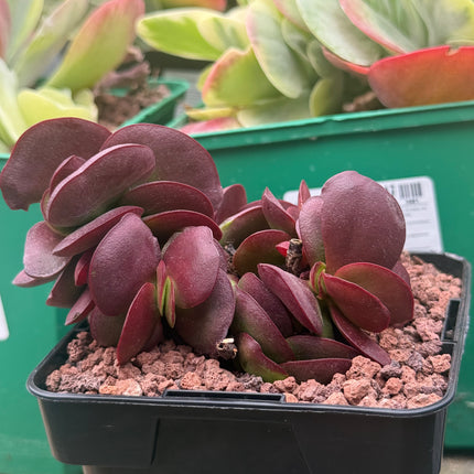 Crassula platyphylla 'Superburgundy'