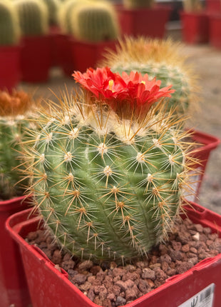 Parodia ayopayana var. comosa