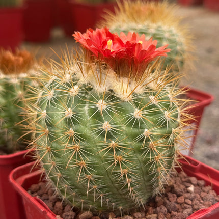 Parodia ayopayana var. comosa