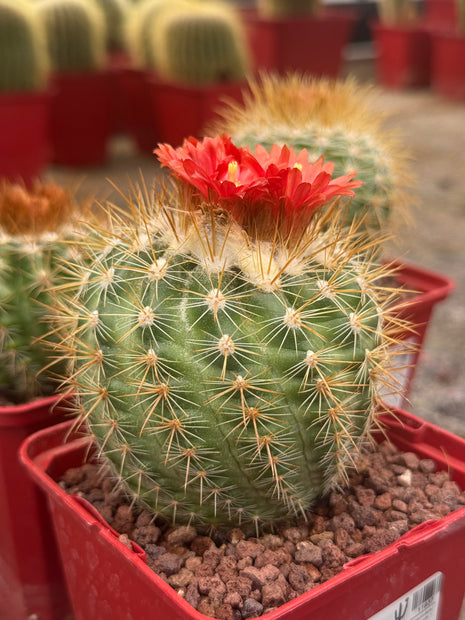 Parodia ayopayana var. comosa