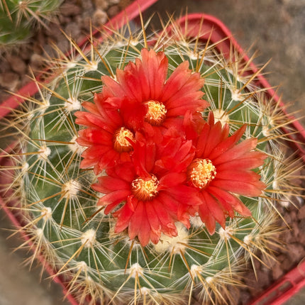 Parodia ayopayana var. comosa