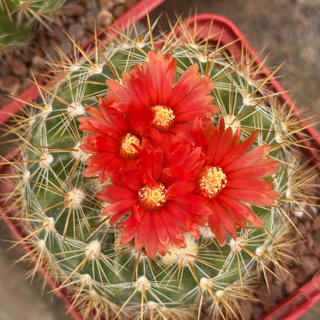 Parodia ayopayana var. comosa