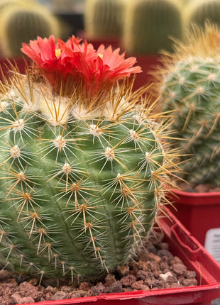 Parodia ayopayana var. comosa