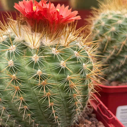 Parodia ayopayana var. comosa