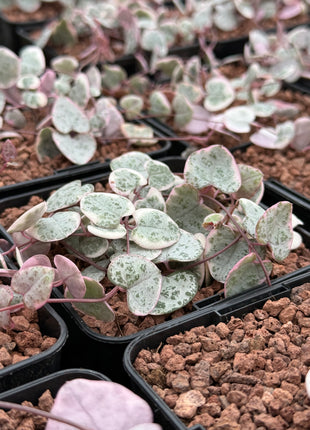 Ceropegia woodii f. variegata