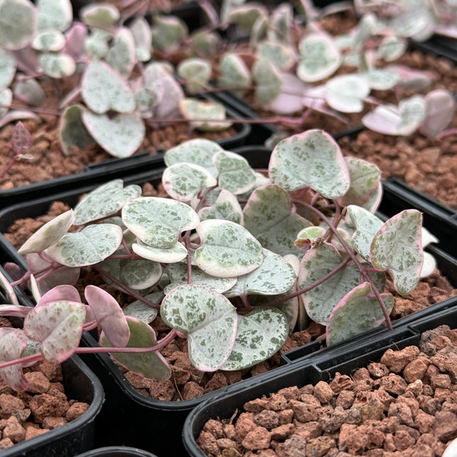 Ceropegia woodii f. variegata