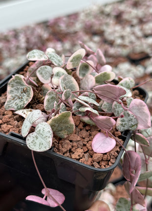 Ceropegia woodii f. variegata