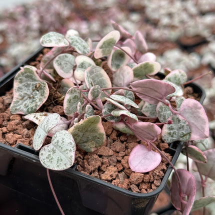 Ceropegia woodii f. variegata