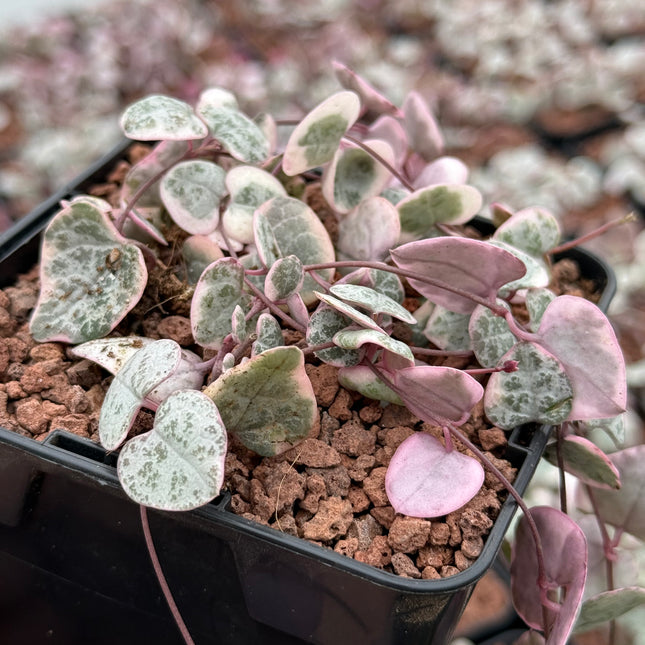 Ceropegia woodii f. variegata