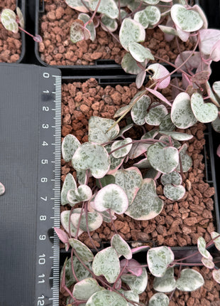 Ceropegia woodii f. variegata