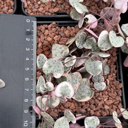 Ceropegia woodii f. variegata
