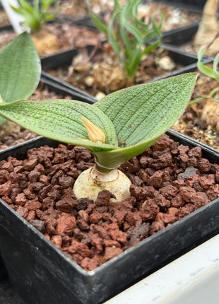 Massonia pustulata
