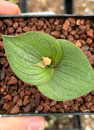 Massonia pustulata
