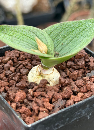 Massonia pustulata