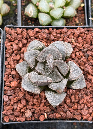 Haworthia 'Mordor'
