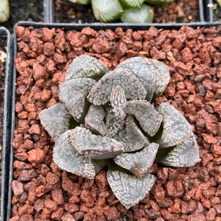 Haworthia 'Mordor'