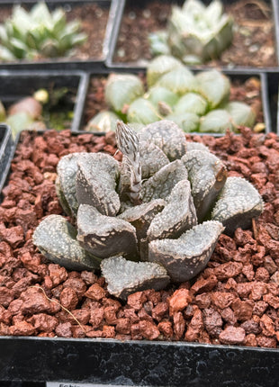 Haworthia 'Mordor'