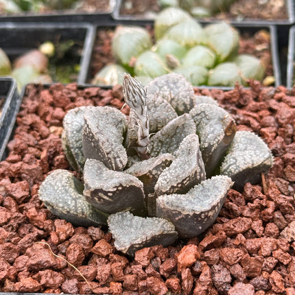 Haworthia 'Mordor'