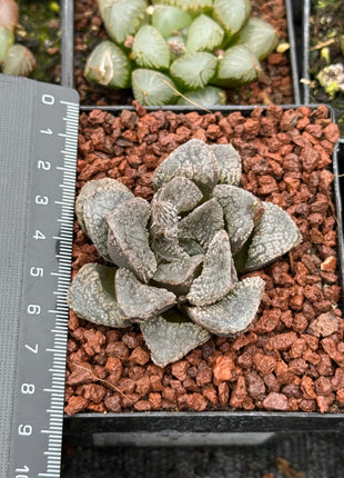 Haworthia 'Mordor'