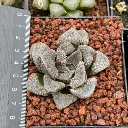 Haworthia 'Mordor'
