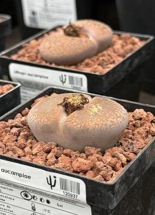 Lithops aucampiae