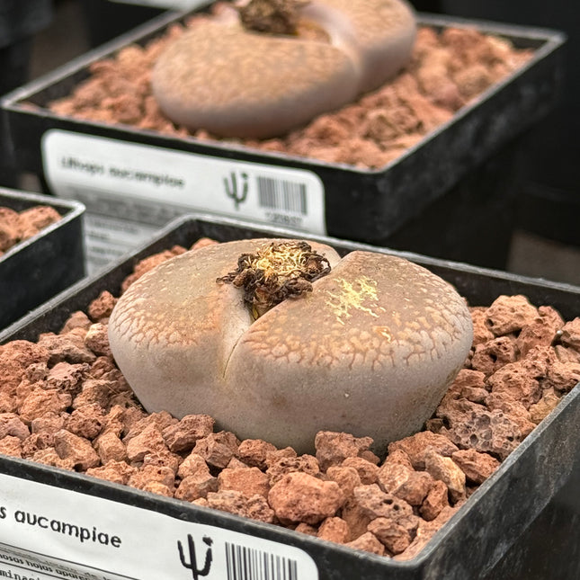 Lithops aucampiae