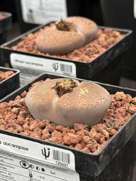 Lithops aucampiae
