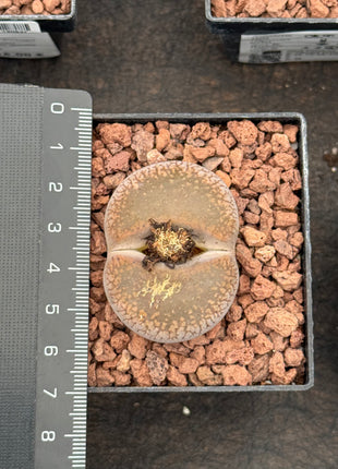 Lithops aucampiae