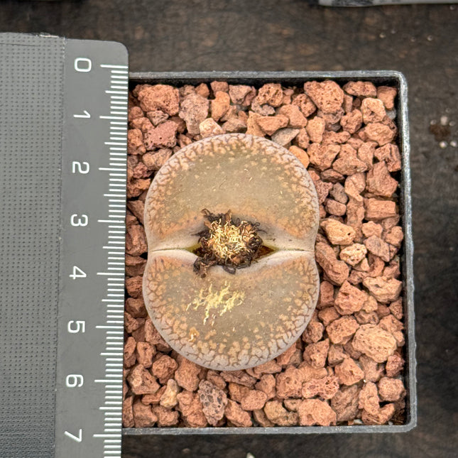 Lithops aucampiae