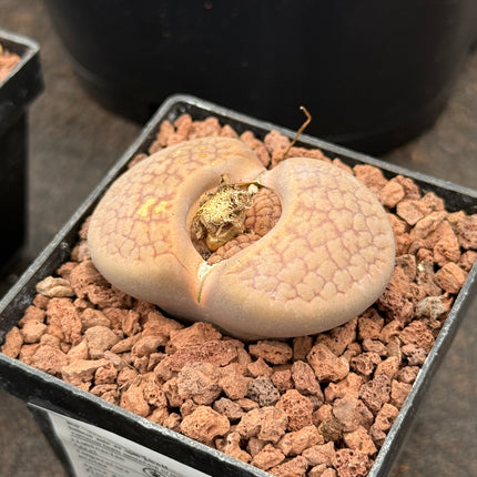 Lithops schwantesii