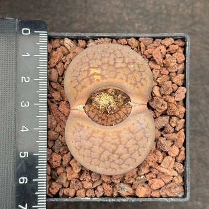 Lithops schwantesii