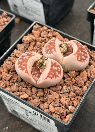 Lithops salicola