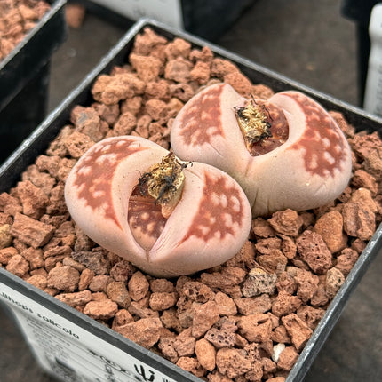 Lithops salicola