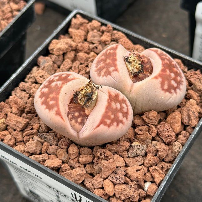 Lithops salicola