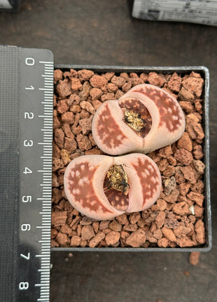 Lithops salicola