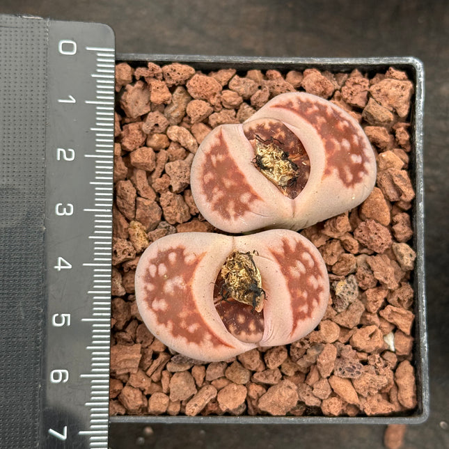 Lithops salicola