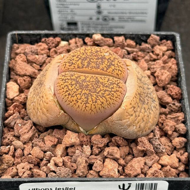 Lithops lesliei