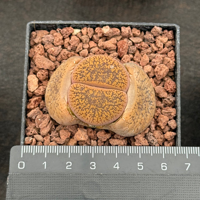 Lithops lesliei