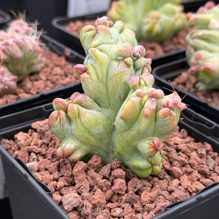 Crested Myrtillocactus geometrizans 'Elite'