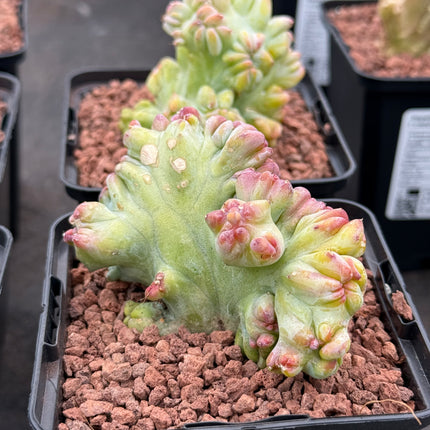 Crested Myrtillocactus geometrizans 'Elite'