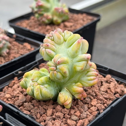 Crested Myrtillocactus geometrizans 'Elite'