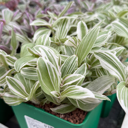 Tradescantia zebrina ‘White Cobra’