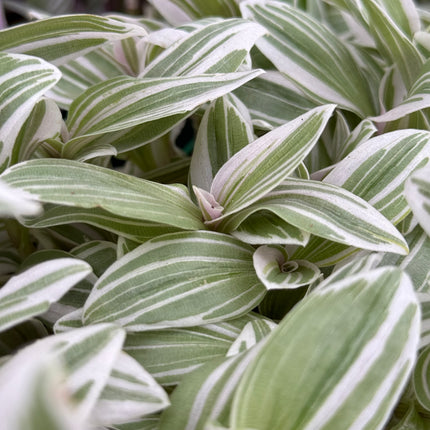 Tradescantia zebrina ‘White Cobra’