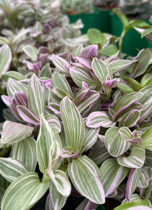 Tradescantia zebrina 'Rose Sunrise'