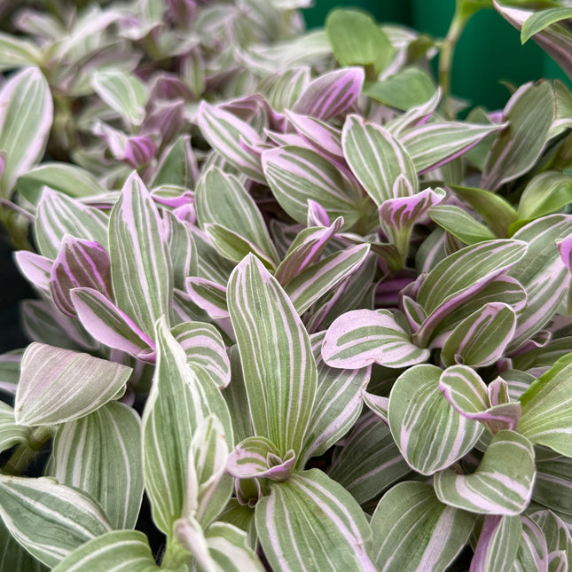 Tradescantia zebrina 'Rose Sunrise'