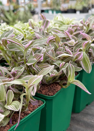 Tradescantia zebrina 'Rose Sunrise'