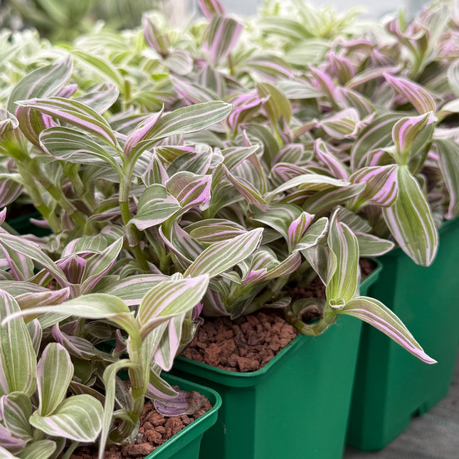 Tradescantia zebrina 'Rose Sunrise'