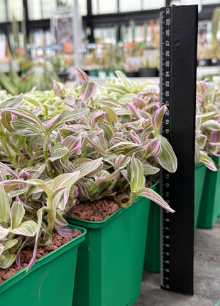 Tradescantia zebrina 'Rose Sunrise'