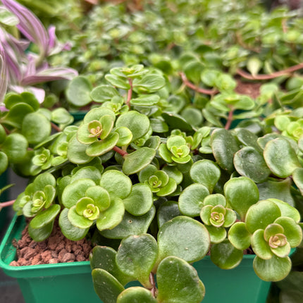 Sedum makinoi 'Tornado'